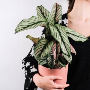 Plants Store Gallery Img 5 300x300